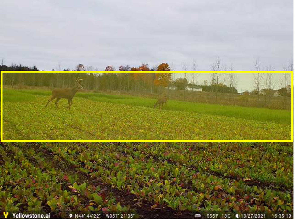 deer_pic_motion_sensor.png