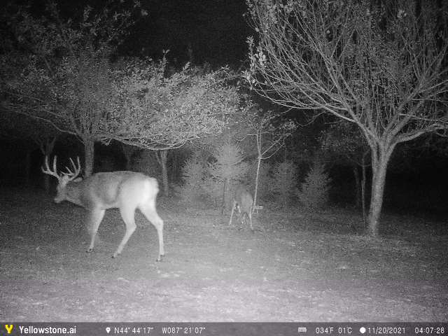 night_vision_with_foliage_2.jpeg